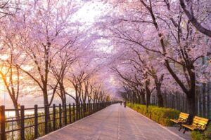 Cherry Blossom Season in the Spring in Seoul | Luxury South Korea Holidays | The Ultimate Travel Company