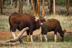 An Indian Guar and its Calf in Pench National Park | Luxury India Holidays | The Ultimate Travel Company