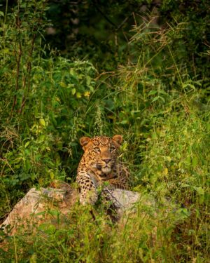 Close-Up of a Leopard Laying on a Rock, seen on a Jungle Safari in Central India | Luxury India Holidays | The Ultimate Travel Company