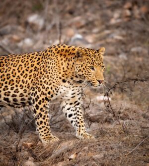 A Leopard Exploring in Kanha National Park | Luxury India Holidays | The Ultimate Travel Company