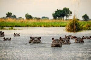 Group,Of,Hippos,Emerge,From,The,Water,Of,The,Swamp