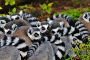 Ring,Tailed,Lemurs,Close,Up,Portraits