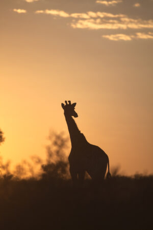 Giraffe,(giraffa,Camelopardalis),Silhouetted,Against,A,Sunrise,Sky,In,The