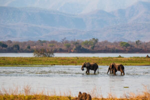 Elephant,Bulls,Walking,In,The,Zambezi,River,In,Mana,Pools