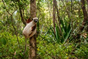 Coquerel's,Sifaka,-,Propithecus,Coquereli,,Beautiful,Primate,Endemic,In,Norht