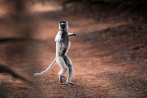 Dancing,Verreaux's,Sifaka,(propithecus,Verreauxi),,Berenty,Nature,Reserve,,Androy,Area,