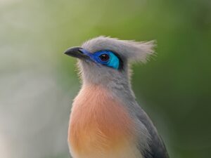Madagascar,-,May,20,,2024:,The,Crested,Coua,Is,A