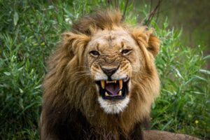A,Male,Lion,Is,Seen,In,Okavango,Delta,On,January