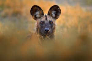 African,Wild,Dog,,Lycaon,Pictus,,Detail,Portrait,Open,Muzzle,,Mana