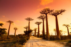 Beautiful,Baobab,Trees,At,Sunset,At,The,Avenue,Of,The