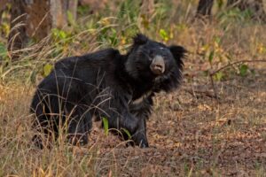 Sloth Bear in Satpura National Park | Luxury India Safari Holidays | The Ultimate Travel Company