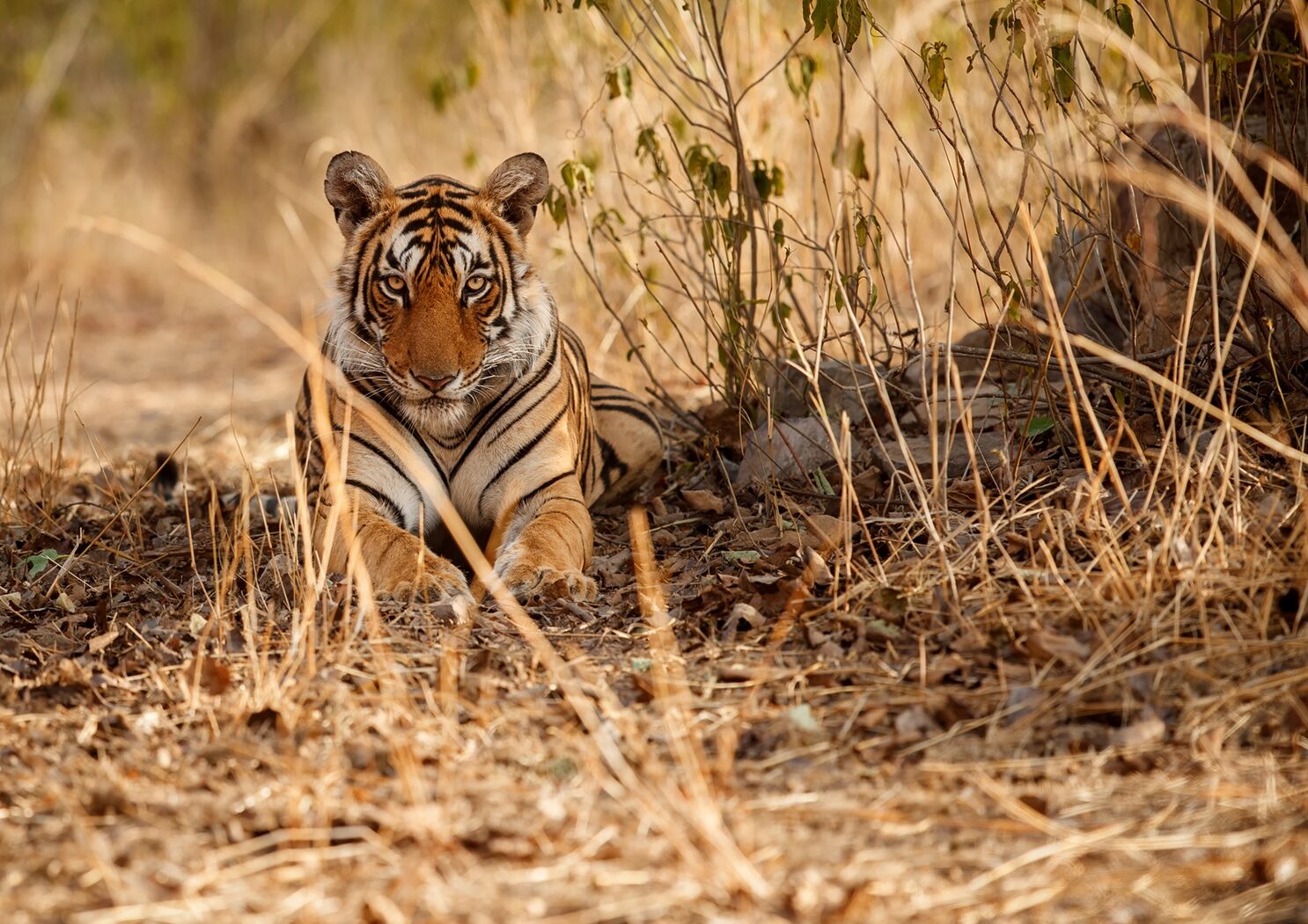 A Wild Bengal Tiger in Central India | Luxury India Holidays | The Ultimate Travel Company