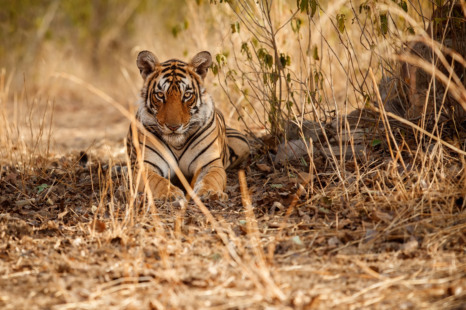 A Wild Bengal Tiger in Central India | Luxury India Holidays | The Ultimate Travel Company