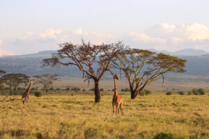 Botswana Giraffe shot by Cassie Tucker
