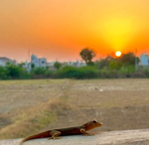 Bharti The Ultimate Travel Company