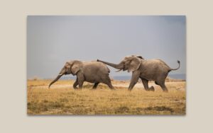 Elephant Courtship