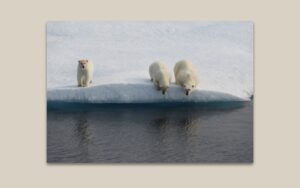Polar Bear Family after Feeding