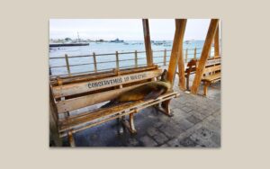 Sea Lion Hogging the Bench