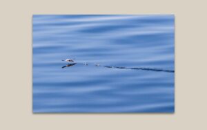 The Mirror of the North