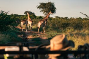 Watching Giraffe family from a game drive in Eswatini. Hlane National Park at Sunset.