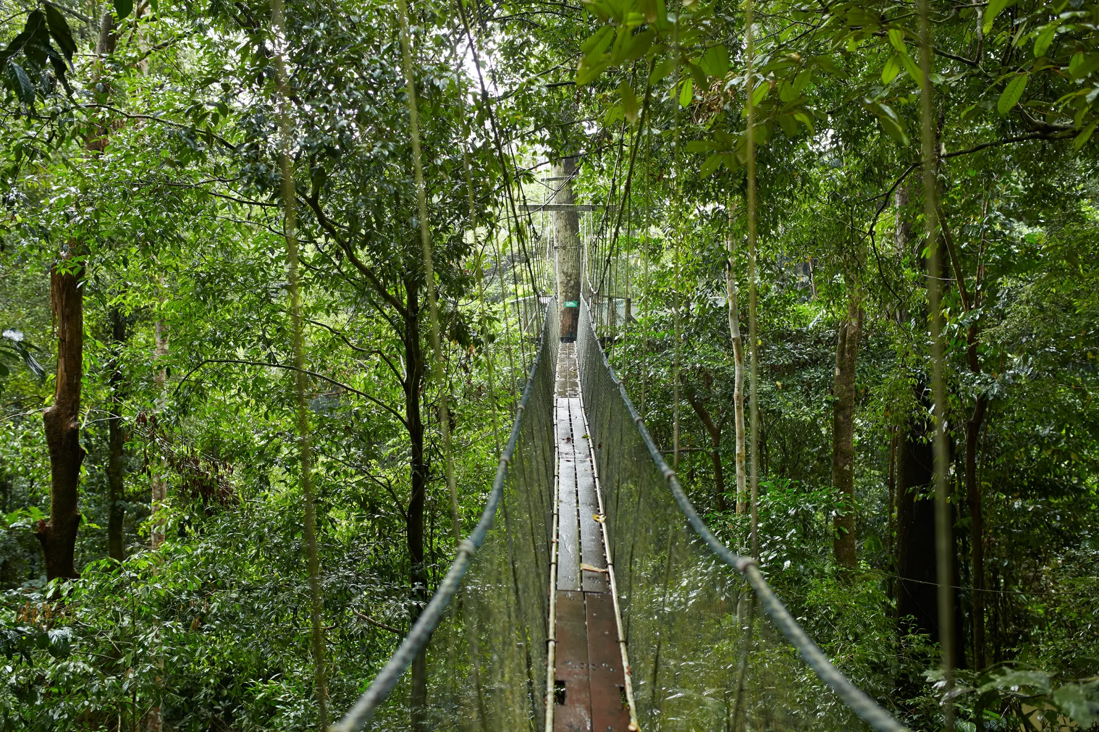 Mulu Canopy Walk | Tailor-Made Luxury Borneo Holidays 2025, 2026 & 2027 | The Ultimate Travel Company