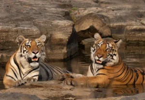 Tiger Reserve near The Oberoi Rajgarh Palace, Khajuraho Luxury Hotel | Tailor-Made Khajuraho Holidays 2025, 2026 & 2027 | The Ultimate Travel Company